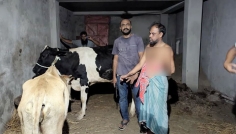 পাবনায় গোপন কক্ষ থেকে চোরাই গরু উদ্ধার, আটক ১
