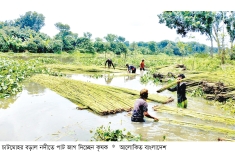 চলনবিলে পাট চাষিদের সুদিন ফিরছে  