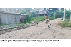 দুর্গাপুরে বেওয়ারিশ কুকুরের উৎপাত, আতঙ্কে পথচারী  