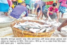 এক জালেই ধরা পড়ল সাড়ে ৪৮ লাখ টাকার ইলিশ  