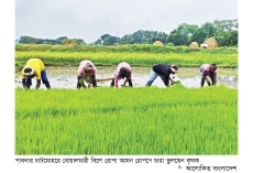 চলনবিলে আমন রোপণে ব্যস্ত কৃষক  