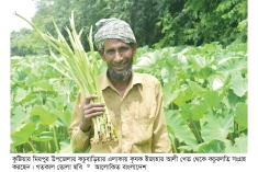 কুষ্টিয়ায় লতিকচু চাষ করে লাভবান কৃষক  