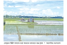 বন্যার ক্ষত পেরিয়ে আমনে স্বপ্ন লক্ষ্যমাত্রা ২০ হাজার হেক্টর  