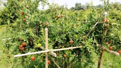 দিনাজপুরে আনার চাষে সফল দুই উদ্যোক্তা