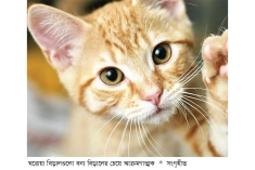 বিড়ালের মজার গল্প  