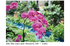 অনিন্দ্য সুন্দর অর্কিড  