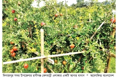 দিনাজপুরে আনার চাষে সাফল্য  