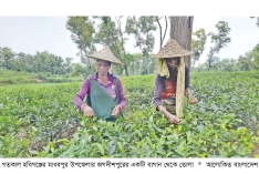 নিলামে রেকর্ড দামে এনটিসির চা ঘুরে দাঁড়ানোর ইঙ্গিত  