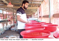 রঙিন মাছেই লাখপতি পটুয়াখালীর ইমন  