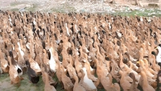 ৮০ হাঁস থেকে ৭৫০, খামারে ভাগ্য বদল হামিদ মিয়ার