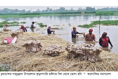 চুয়াডাঙ্গায় বাড়ছে পাট চাষ  মাঠজুড়ে কর্মব্যস্ততায় চাষিরা  