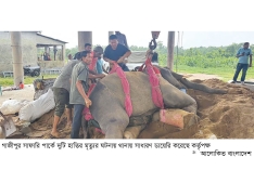 গাজীপুর সাফারি পার্কে ‘রাজা বাহাদুর’ ও ‘রাজু বাহাদুরের’ মৃত্যু : থানায় জিডি 
