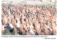 হাঁস পালনে ভাগ্যবদল দিনাজপুরের হামিদ মিয়ার  