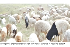 গাড়ল পালন করে স্বাবলম্বী দিনাজপুরের যুবকরা  