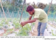 লালমনিরহাটে মালচিং পদ্ধতিতে সবজি চাষে ঝুঁকছেন কৃষকরা  