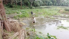 ভালো ফলনে পাট নিয়ে আশাবাদী রাজশাহীর কৃষকরা