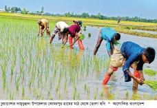 চুয়াডাঙ্গায় আমন রোপণে ব্যস্ত সময় পার করছেন কৃষক  