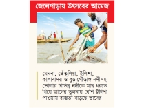 ভোলার নদ-নদীতে ধরা পড়ছে ঝাঁকে ঝাঁকে ইলিশ  