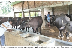 মহিষের খামারে স্বাবলম্বী উদ্যোক্তা  