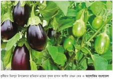 কুষ্টিয়ায় গ্রীষ্মকালীন বেগুনের ফলনে খুশি কৃষক  