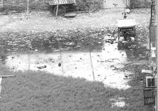 ড্রেনের পানিতে জীবিকা  