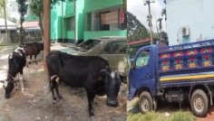 সিরাজগঞ্জে ৪টি চোরাই গরু উদ্ধার, পিকআপ ভ্যান জব্দ