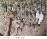 বিষমিশ্রিত ধান খেয়ে ৫০০ পাখির মৃত্যু  