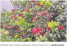 ভালুকায় বিদেশি ফল লংগান চাষে সাফল্য  