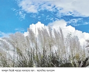 শরতের কাশবন 