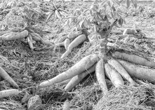 কন্দাল আলু চাষে নতুন সম্ভাবনা 