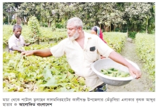 মাচায় পটোল চাষ করে স্বাবলম্বী কৃষক  