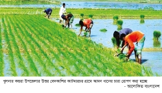 আমন ধানের চারা রোপণে ব্যস্ত সময় পার করছেন কৃষক  