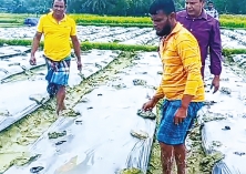 চান্দিনায় মালচিং পদ্ধতিতে সবজি চাষ জনপ্রিয় হচ্ছে  