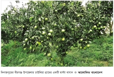 বীরগঞ্জে মাল্টা চাষে আগ্রহ বাড়ছে কৃষকের  