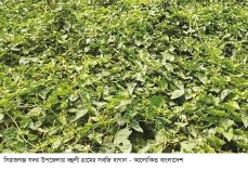 গ্রীষ্মকালীন সবজি চাষে ফিরছে সচ্ছলতা  
