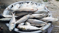 চাঁদপুরে বাড়ছে ইলিশের আমদানি, কমেছে দাম