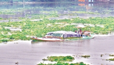বুড়িগঙ্গা নদীতে কচুরিপানা  