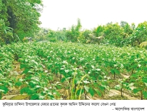 চান্দিনায় কালো বেগুন চাষে লাভবান কৃষক 