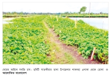 মাছ-সবজির সমন্বিত চাষে চাঙ্গা সাতক্ষীরার অর্থনীতি  