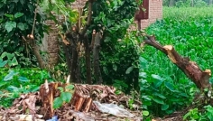 হাজীগঞ্জে রাতের আঁধারে ফলদ বাগান কাটার অভিযোগ