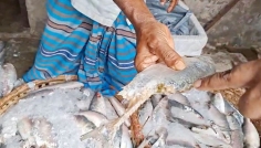 পচা ইলিশ বিক্রির দায়ে চাঁদপুরে ব্যবসায়ীকে জরিমানা