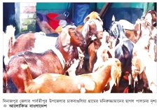 পার্বতীপুরে ছাগল পালনের সফলতার গল্প  