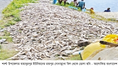 অক্সিজেন সংকটে সোনামুখো বিলে মাছ চাষে নিঃস্ব দুই উদ্যোক্তা  