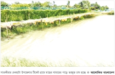দেবহাটায় তরমুজ চাষে লাভবান কৃষক  