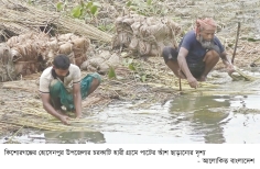 সোনালি আঁশের সুদিন ফিরছে 
