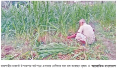 চারঘাটে নেপিয়ার ঘাস চাষে স্বাবলম্বী কৃষক 