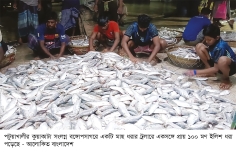 এক টানে ধরা পড়ল ১০০ মণ ইলিশ, ৩০ লাখ টাকায় বিক্রি  