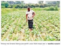 আগাম সবজি চাষে ঝুঁকছেন দিনাজপুরের চাষিরা 