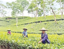 নিপুণ হাতে পাতা তুলছেন নারী শ্রমিকেরা  