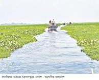 কচুরিপানার দখলে চলনবিল যোগাযোগ ও আবাদ ক্ষতিগ্রস্ত 